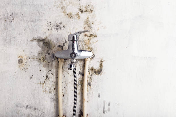 Best Residential Mold Remediation in Lansing, MI