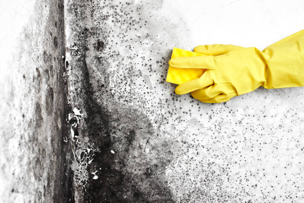 Best Mold Remediation for Specific Building Types in Lansing, MI