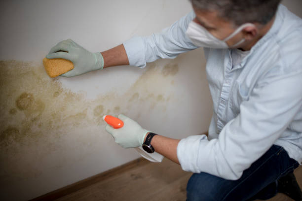 Best Emergency Mold Remediation in Lansing, MI