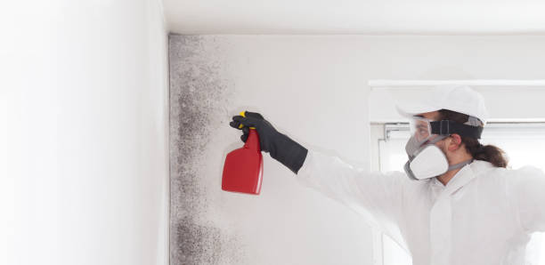Best Kitchen Mold Remediation in Lansing, MI