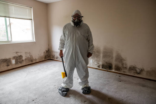 Trusted Lansing, MI Mold Remediation Experts