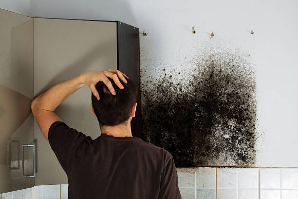 Best Insurance-Related Mold Remediation in Lansing, MI