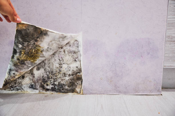 Best DIY Mold Remediation Support Services in Lansing, MI
